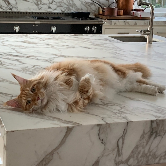 Naps are good! π¦ Foxy knows best π¦ - Picture 12 of 16